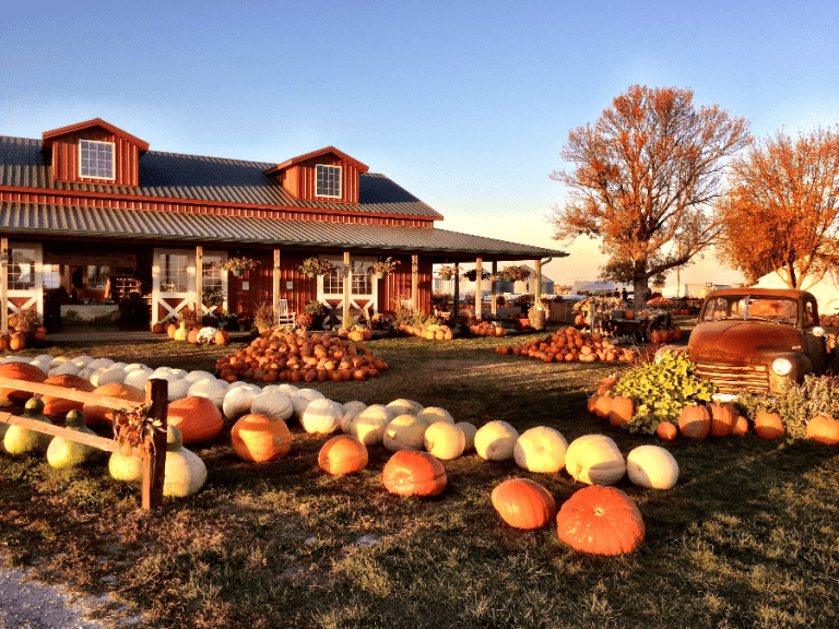 Harvestville Farm pumpkin patch is Iowa