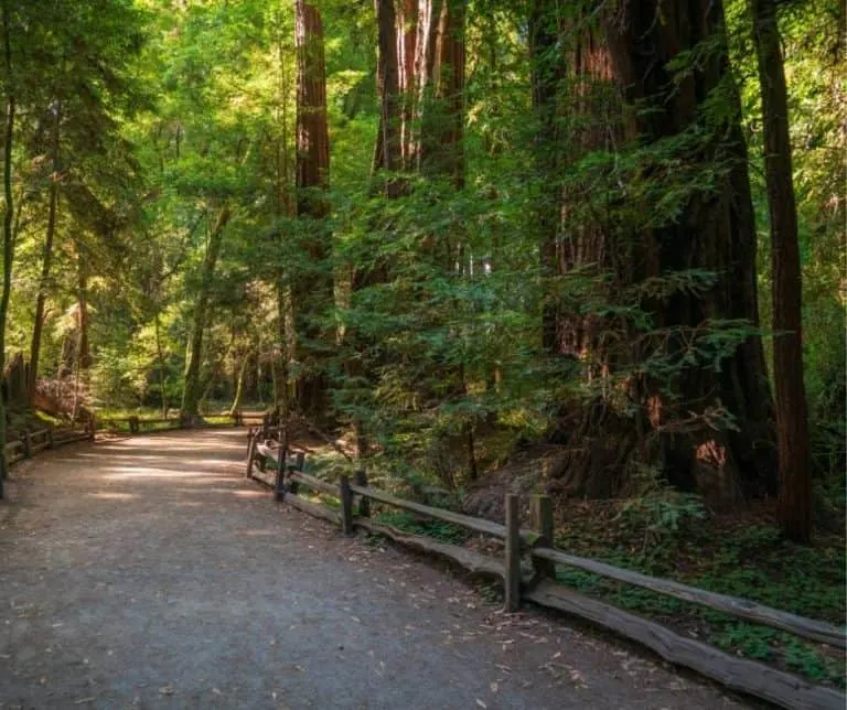 Henry Cowell Redwoods State Park