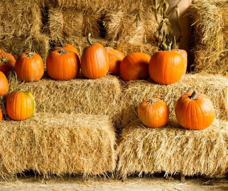 Pumpkins and hay bales