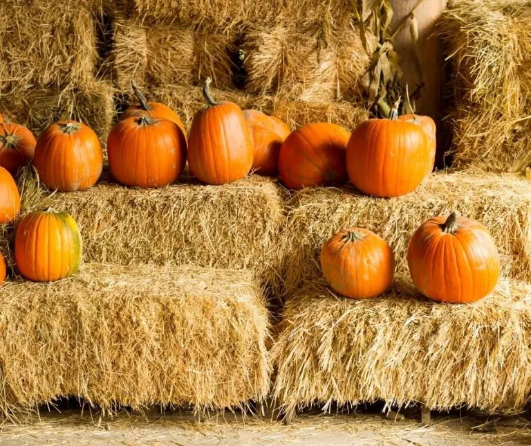  Pumpkins and hay