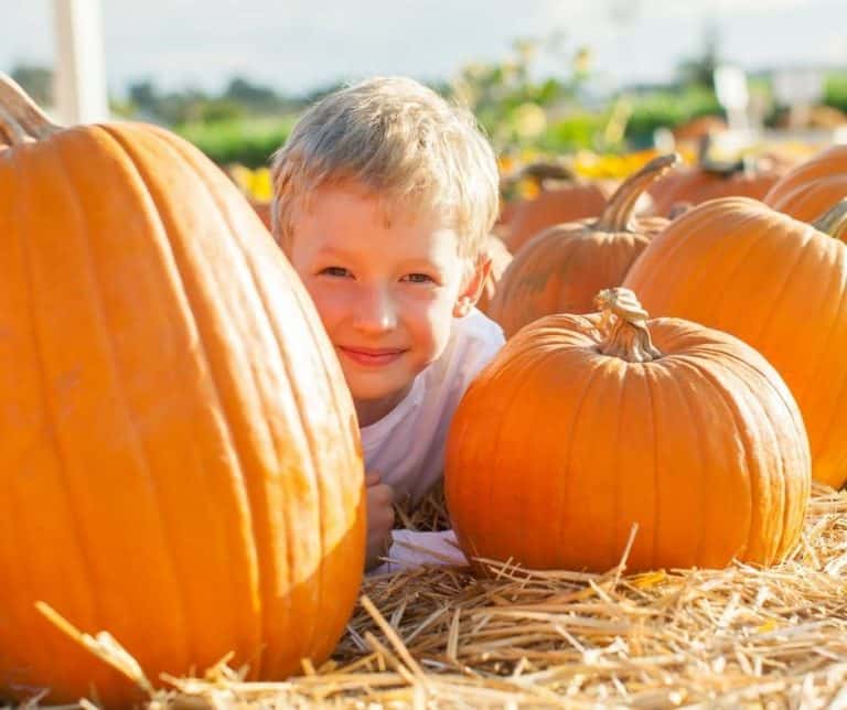 Russell Farms is one of the best pumpkin patches in Indiana