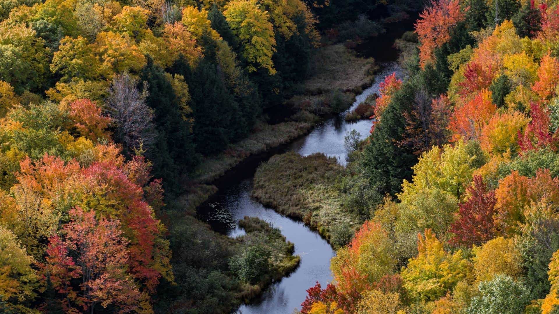 Michigan Fall Foliage 2024 - Erena Jacenta