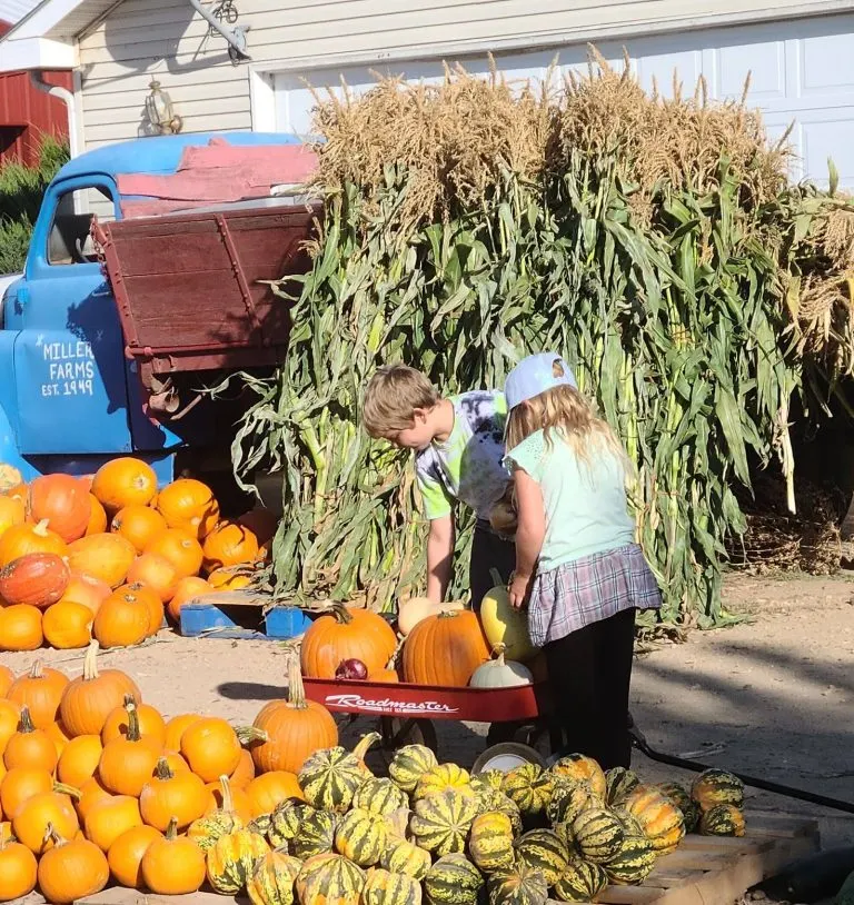 Miller Farms Pumpkin Patch in Colorado