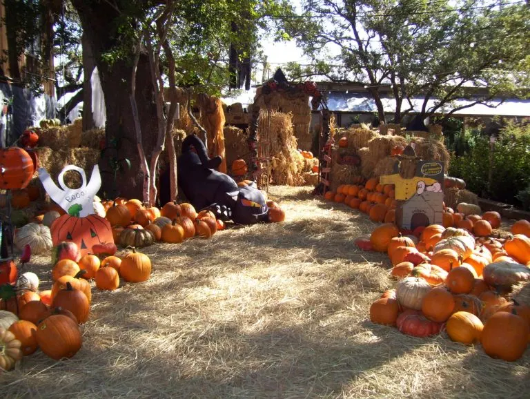 Milbergers Nursery Pumpkin Patch