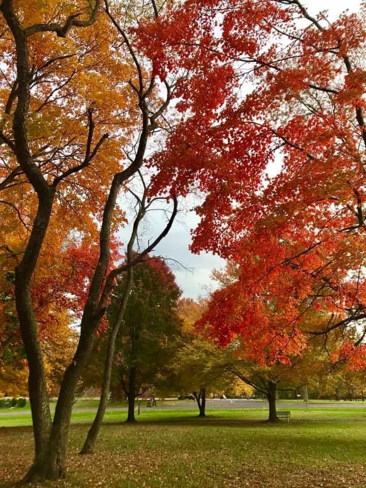 Monmouth Battlefield State Park in the fall 