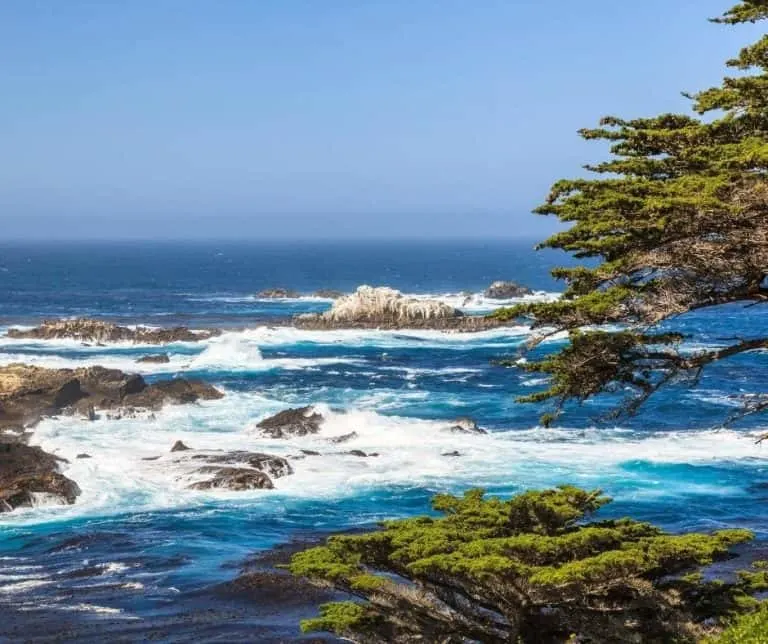 Monterey Cypress and Pacific Ocean