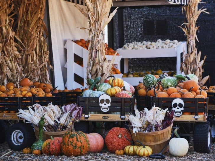 Best Pumpkin patches in Los Angeles