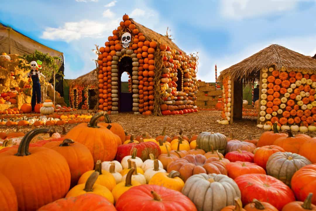 The 16 Best Pumpkin Patches In Los Angeles Metro For 2023