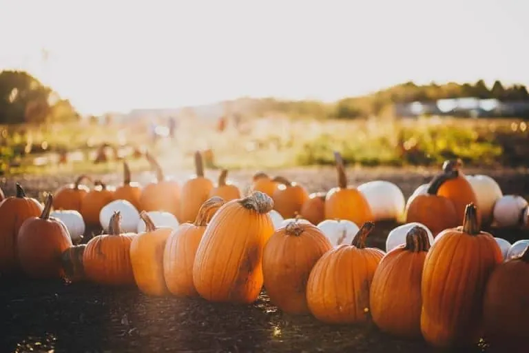 Oil Ranch Pumpkin patch