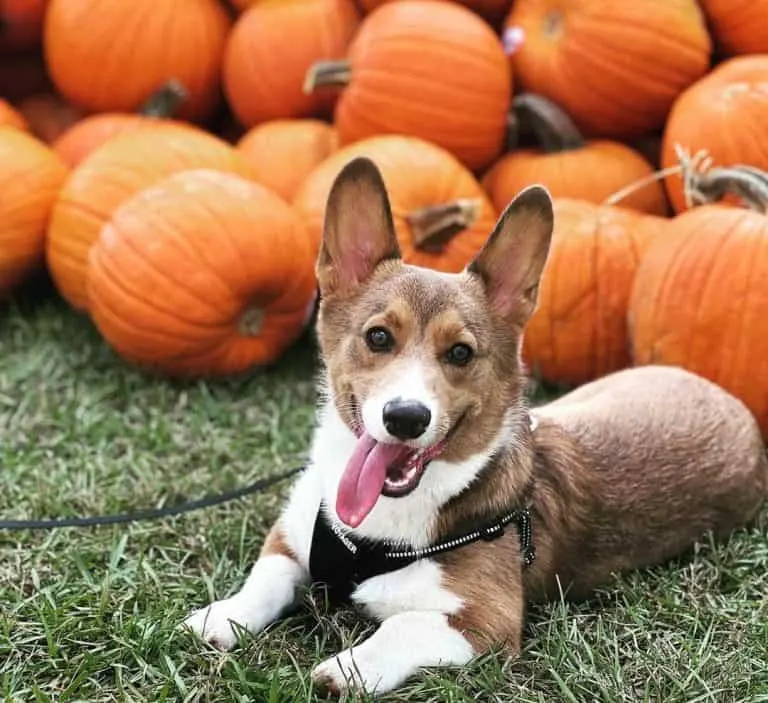 Pumpkin patch near Houston