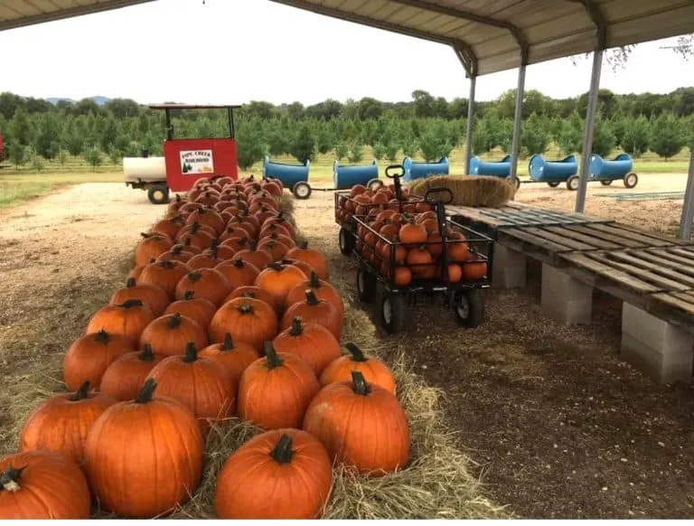 Pipe Creek Tree Farm pumpkin patch