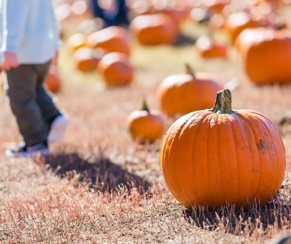 16 Great Pumpkin Patches in Colorado Denver Metro & Beyond!