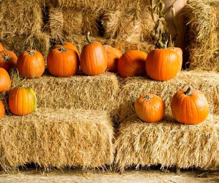Pumpkin Patche pumpkins and hay bales
