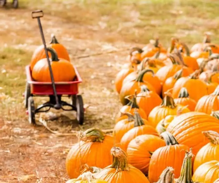 Harvest Tyme Family Farm is a fun Indiana Pumpkin Patch