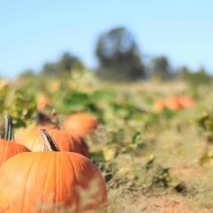 16 Great Pumpkin Patches in Colorado