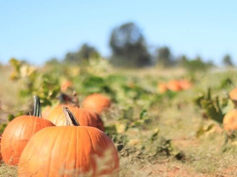 16 Great Pumpkin Patches in Colorado- Denver Metro & Beyond!
