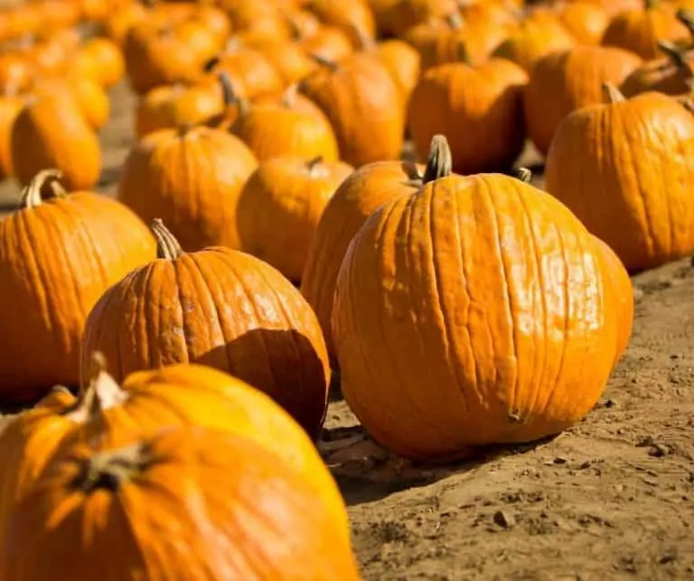 Colony Acres is one of the best pumpkin patches in Iowa