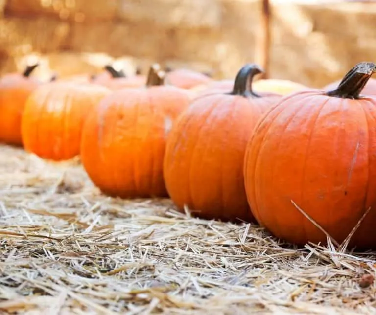 Pumpkins and hay bales at a pumpkin patch