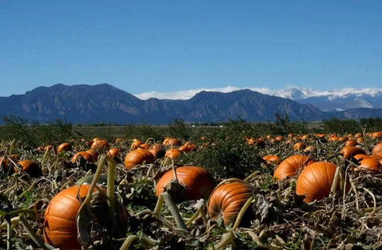 Rock Creek Farm Colorado Pumpkin Patch