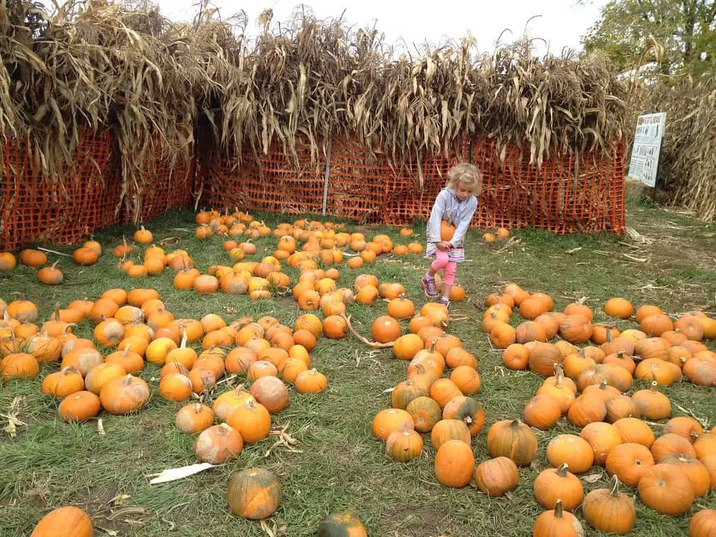 16 Great Pumpkin Patches in Colorado 3