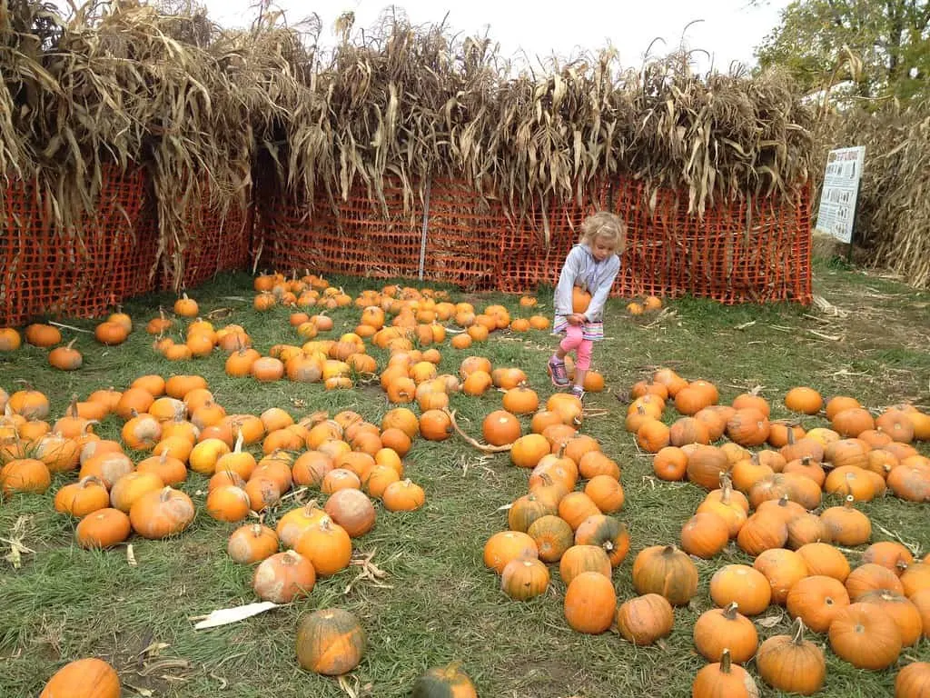 rocky mountain pumpkin patch longmont colorado