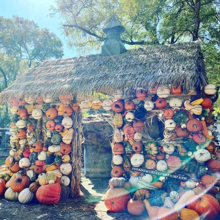 Shadow Creek Pumpkin Farm in Midlothian