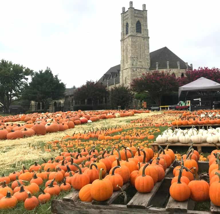 St James Episcopal Church in Dallas has a nice pumpkin patch