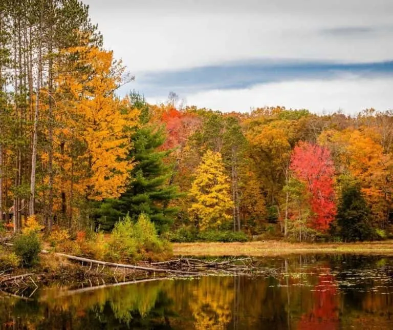 Stoke State Forest in New Jersey during fall