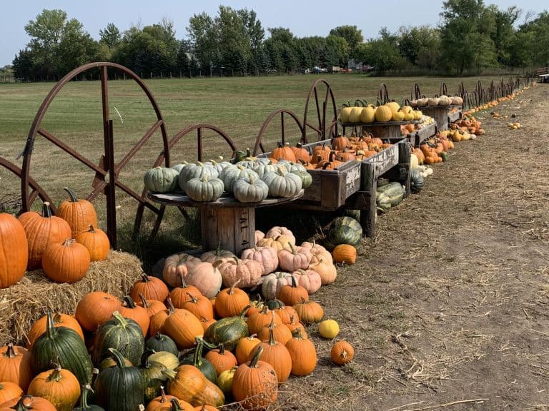 The Grove Pumpkin Patch in Okoboji, Iowa