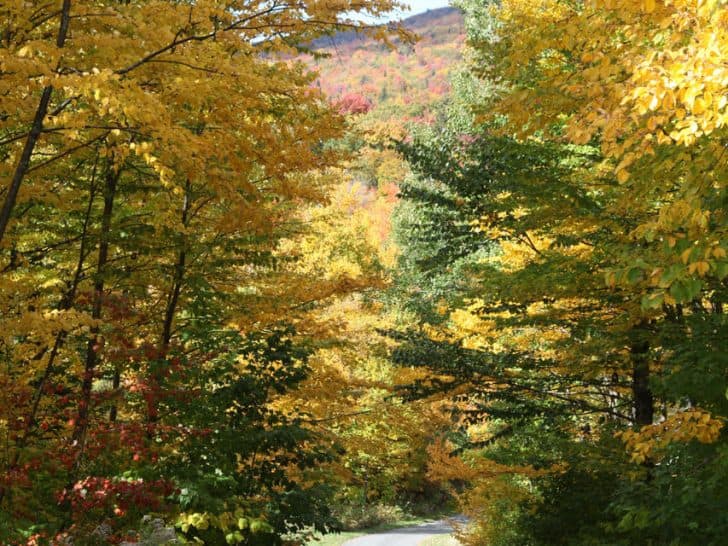 Vermont Fall Foliage- 10 Great Ways to Enjoy Fall in Vermont