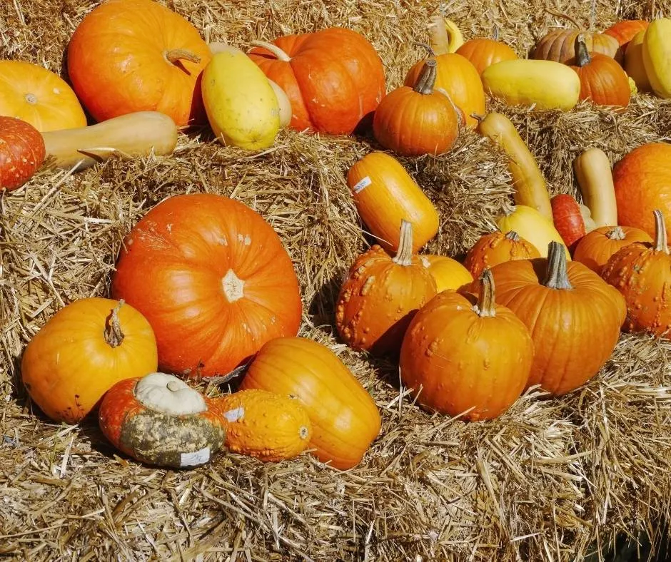 16 Best Pumpkin Patches in Los Angeles Metro 4