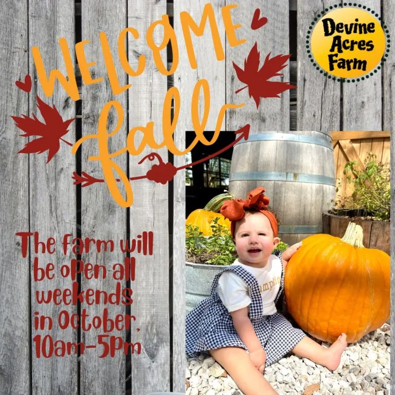 Devine Acre Farms in Texas hosts a pumpkin patch