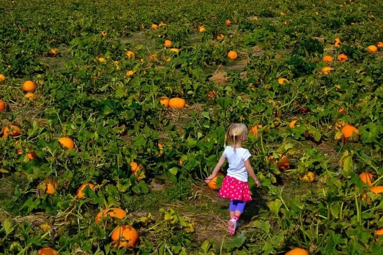 Mile High Farms is one of the best Denver Pumpkin Patches
