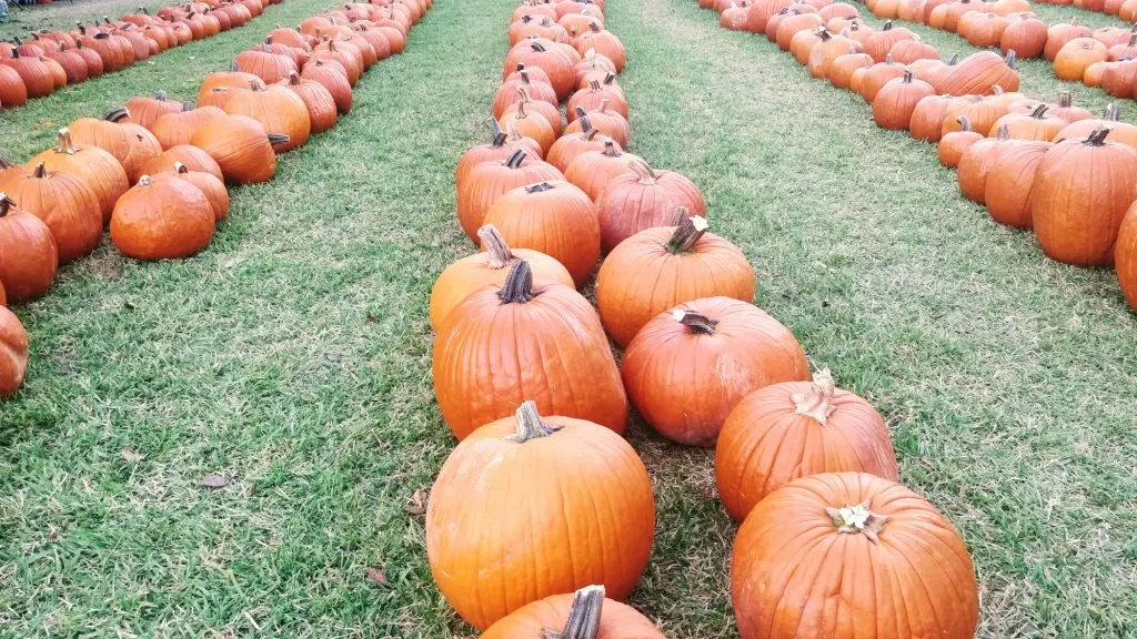 10 Best Pumpkin Patches in Houston for 2023 1