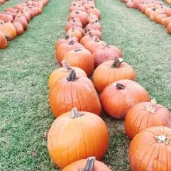 10 Best Pumpkin Patches in Houston for 2024