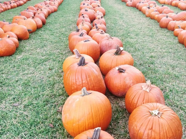 10 Best Pumpkin Patches in Houston for 2022
