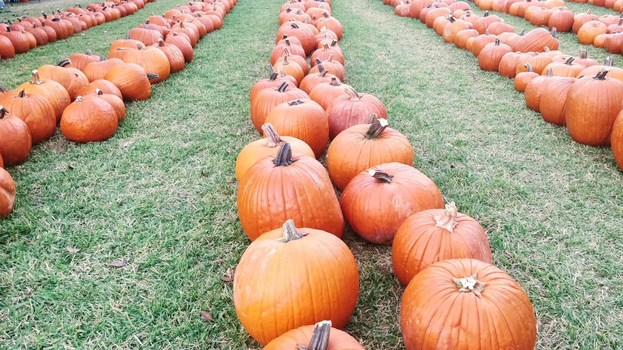 The 10 Best Pumpkin Patches in Houston Metro for 2023