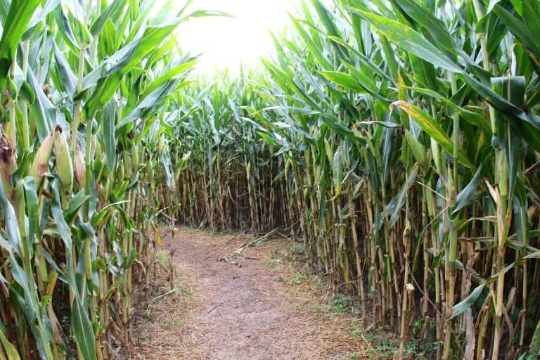 corn maze