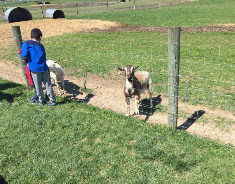 Visiting Domino's Petting farm is one of the fun things to do in Ann Arbor with kids