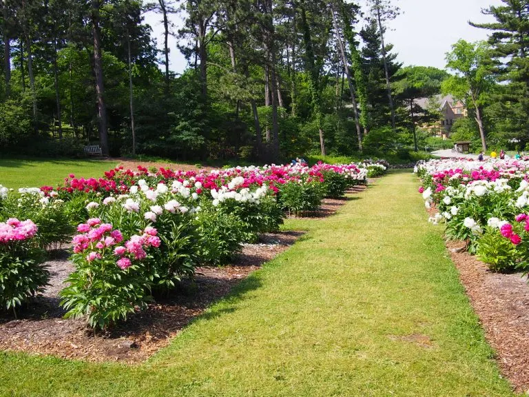 Nichols Arboretum in Ann Arbor, Michigan has a great peony museum