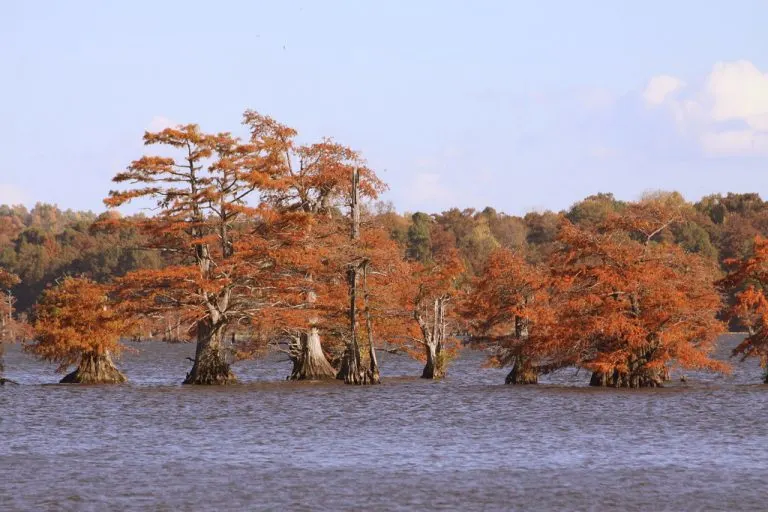 Reelfoot Lake State Park