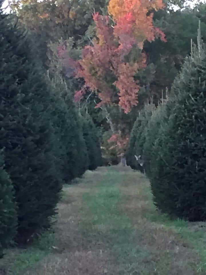 Here's Where To Find The Best Christmas Tree Farms in NJ 4