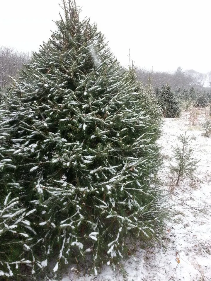 Fraser Fir - Kentucky Christmas Tree Association, USA