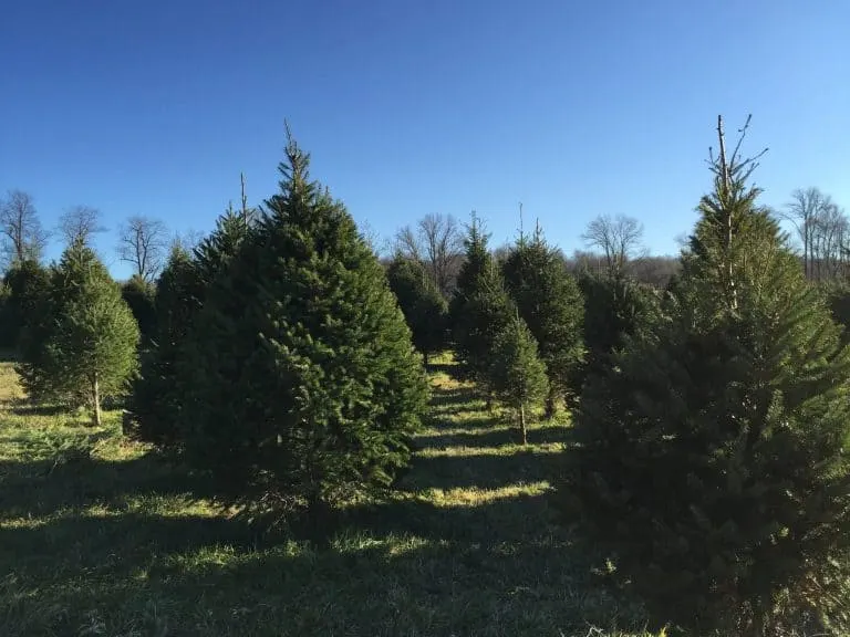 Beaverbrook Tree Farm in New Jersey