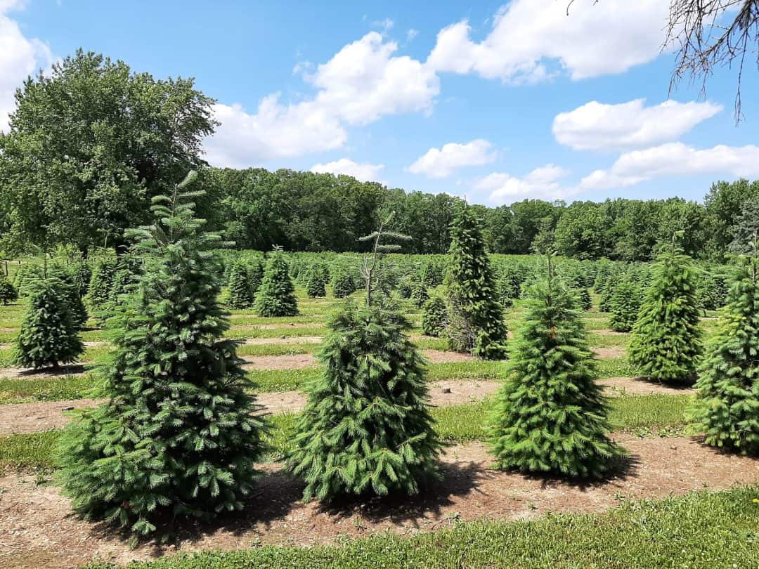 The 20 Best Christmas Tree Farms In NJ For 2024