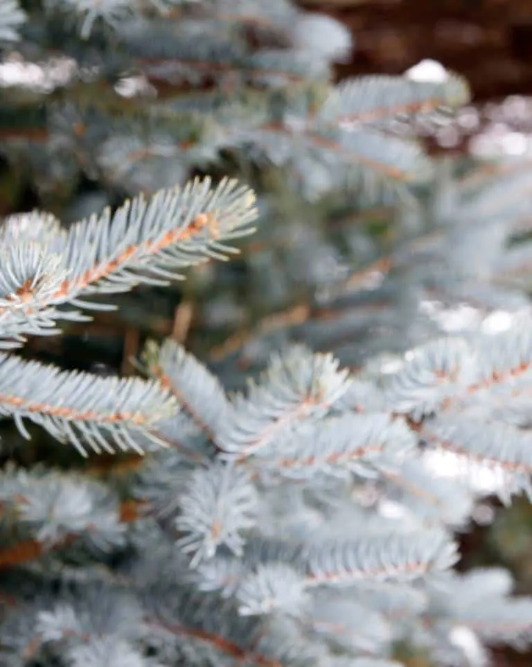 Blue Spruce