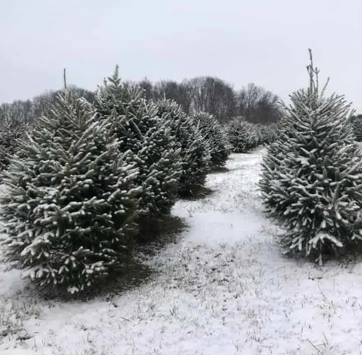  Charlie Brown's Christmas Tree Farm