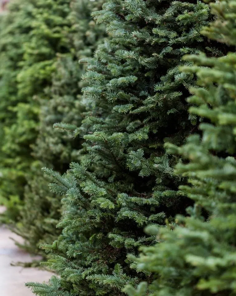 Fraser Fir Christmas Tree - Wyckoff's Christmas Tree Farm