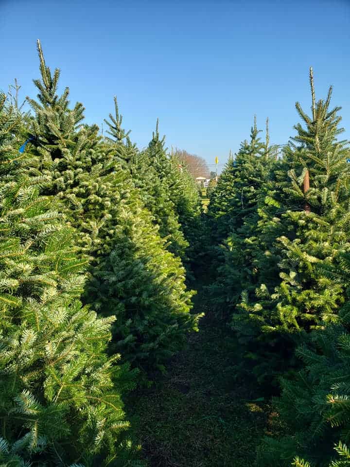 Exley's Christmas Tree Farm