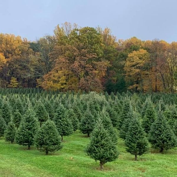 The 20 Best Christmas Tree Farms in NJ for 2023